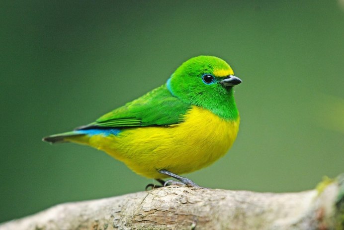 Chlorophonia cyanea