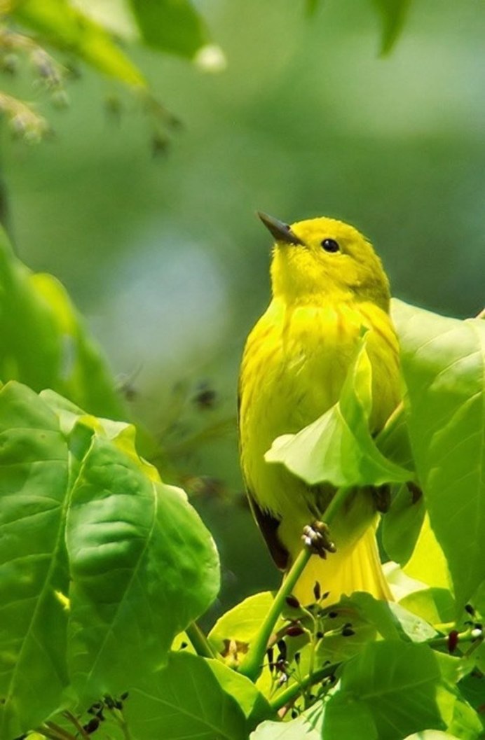 Зелено желтая птичка