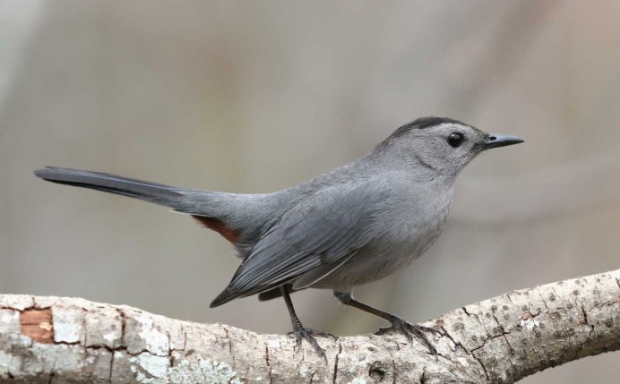Gray Catbird птица