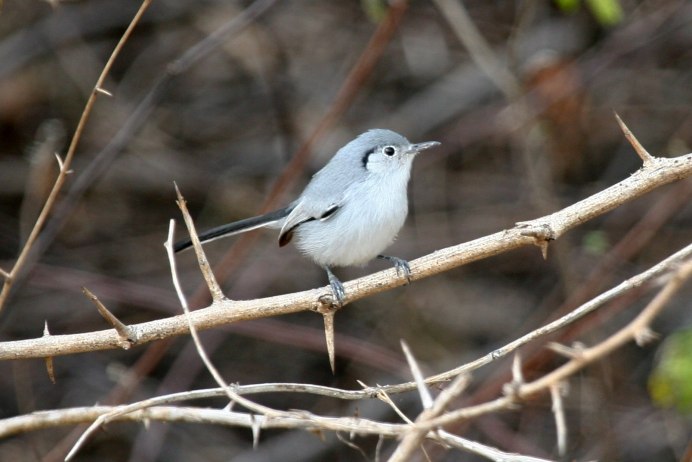 Polioptila lembeyei