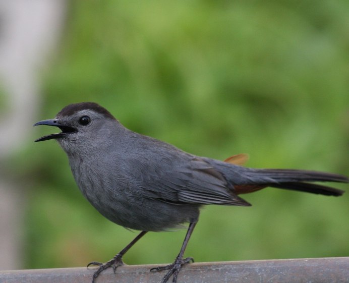 Gray Catbird птица