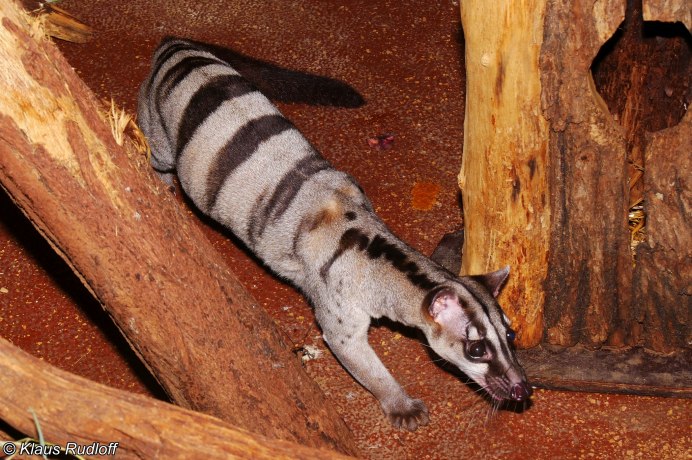 Genetta abyssinica