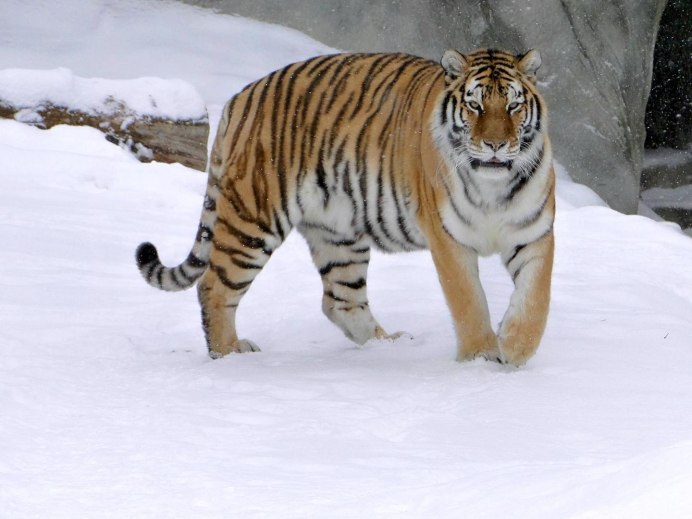 Амурский уссурийский тигр