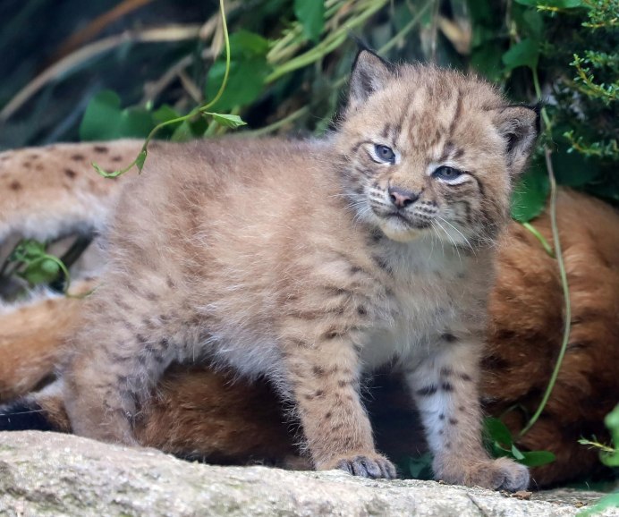 Lynx Cub