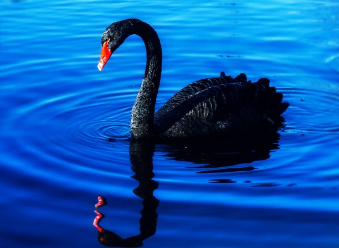Красивое черных лебедей