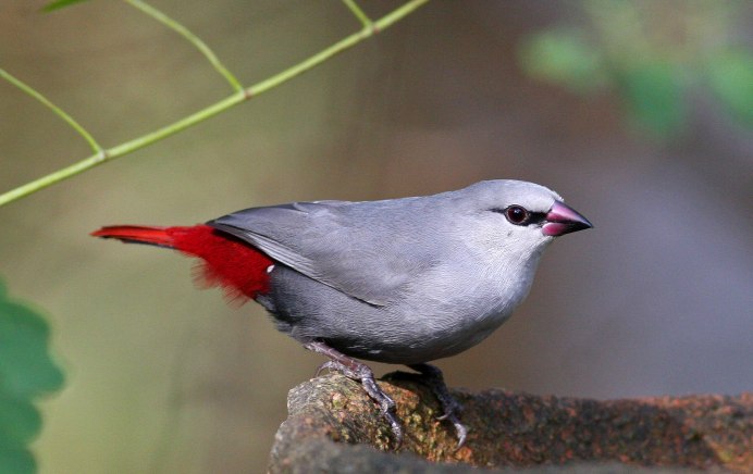 Red-headed Woodpecker