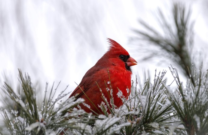 Red-Crested Cardinal