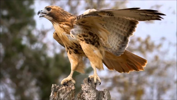 Red Tail Hawk
