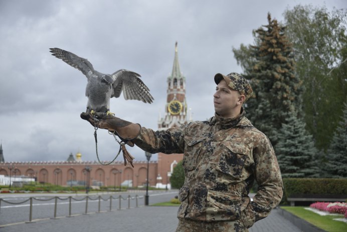 Краснохвостый канюк