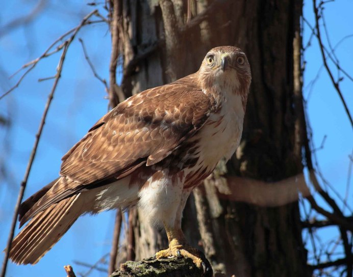 Northern Goshawk