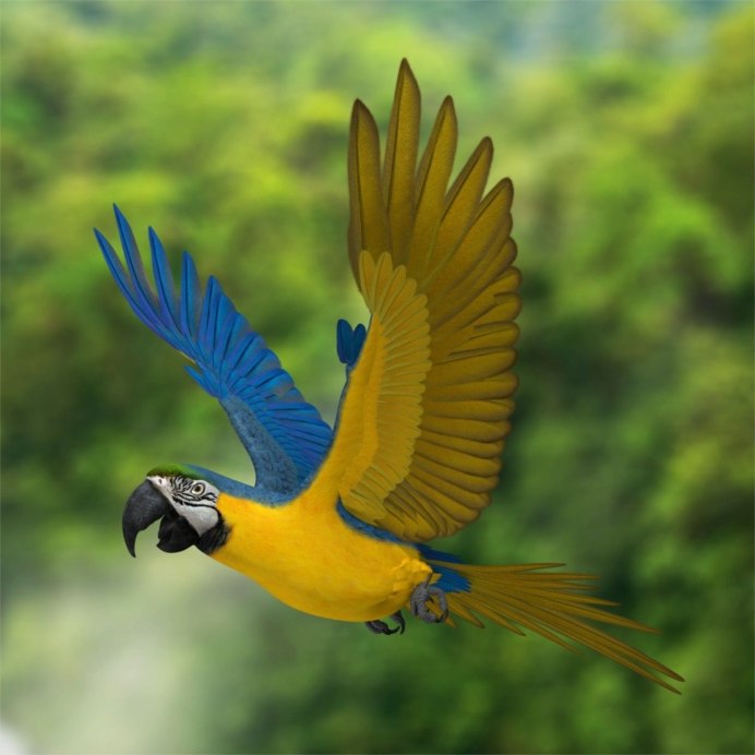 Желтый попугай ара