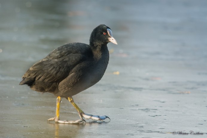 Американская лысуха (Fulica Americana)