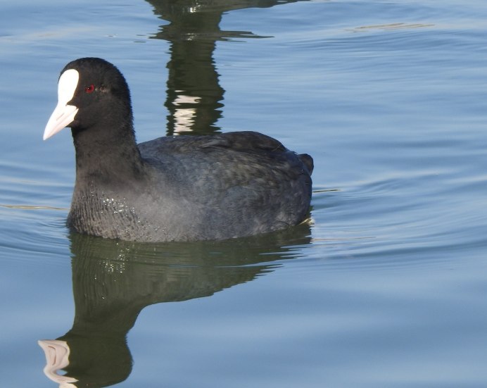 Eurasian Coot