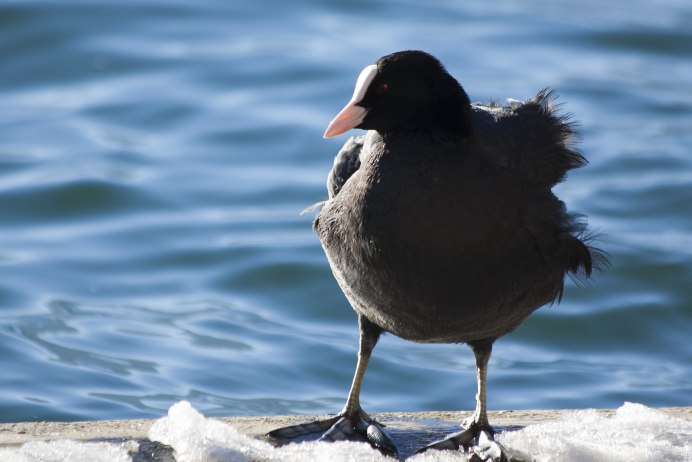 Лысуха (Fulica atra)