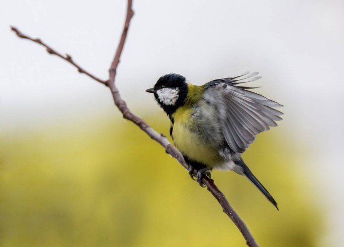 Большая синица Parus Major