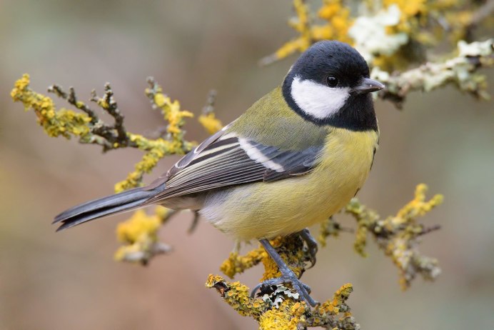 Синица Parus