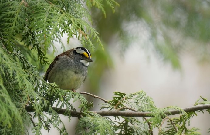 Garrulus lanceolatus гималайская Сойка