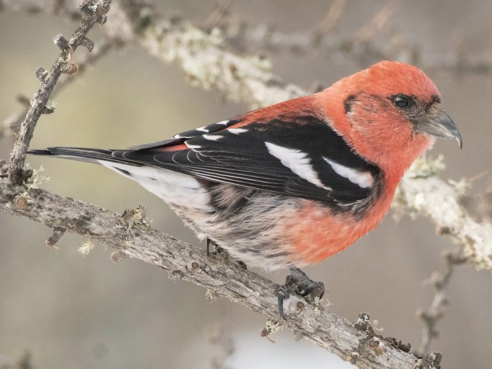 Сойка garrulus glandarius