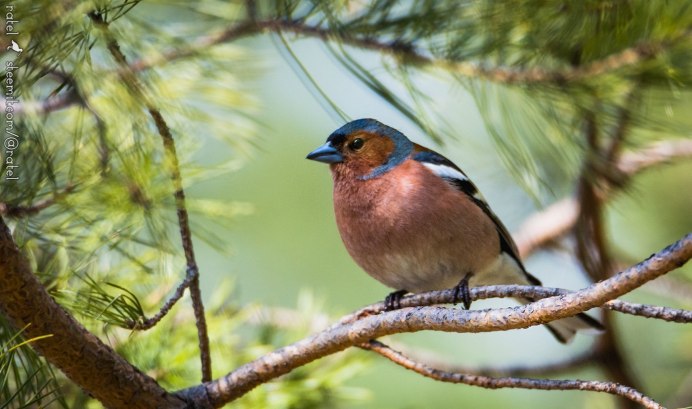 Сойка обыкновенная garrulus glandarius