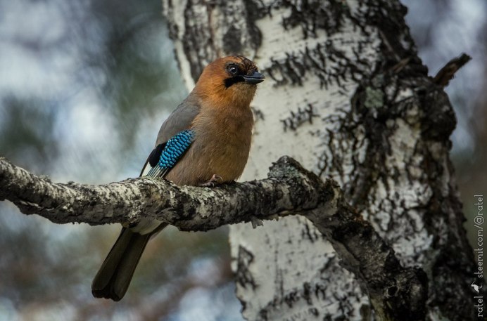 Сойка garrulus glandarius