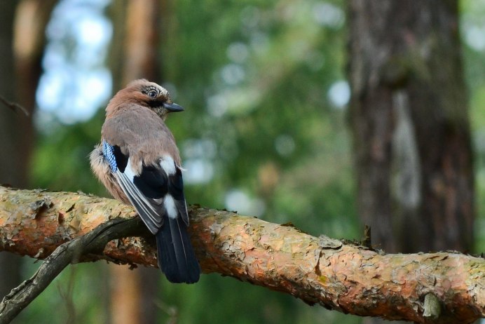 Garrulus glandarius glandarius