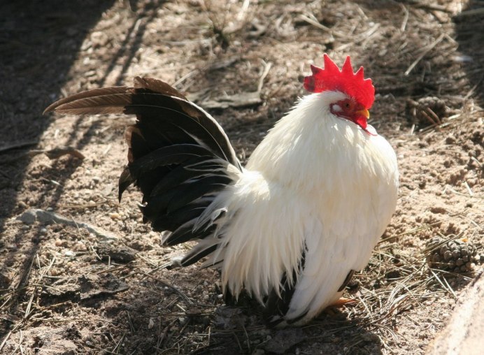 Малазийская Серама куры