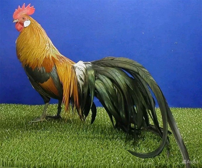 Курица породы падуан