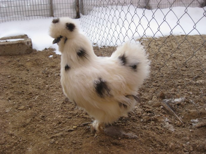 Китайская шелковая (Silkie Bantam)