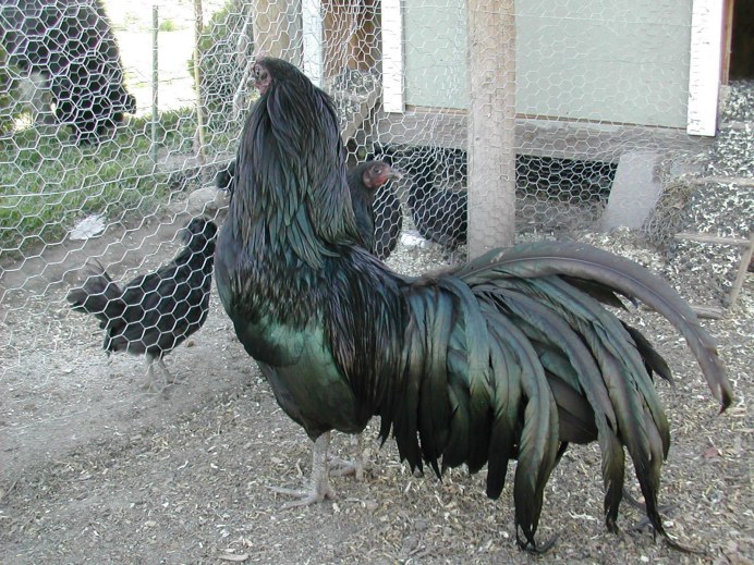 Японские куры