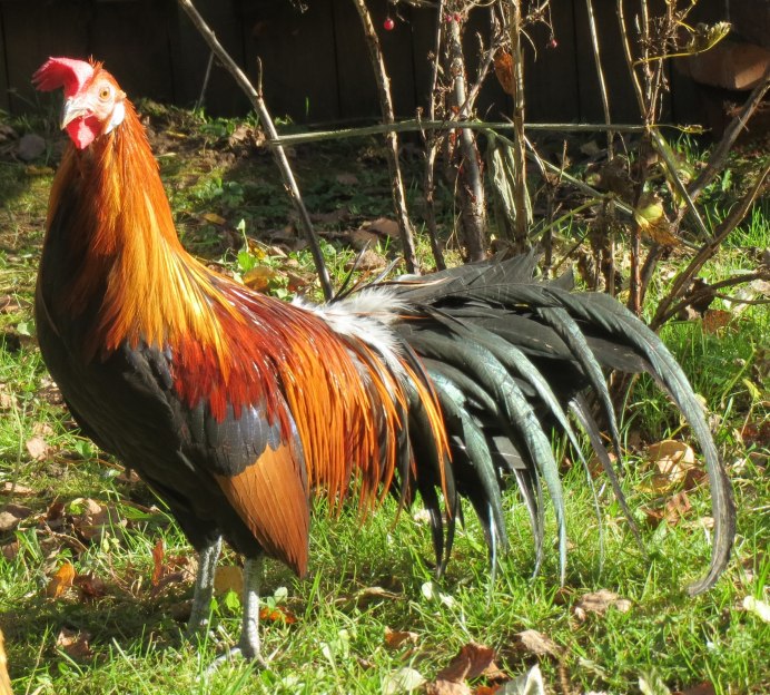 Китайская шелковая Брама