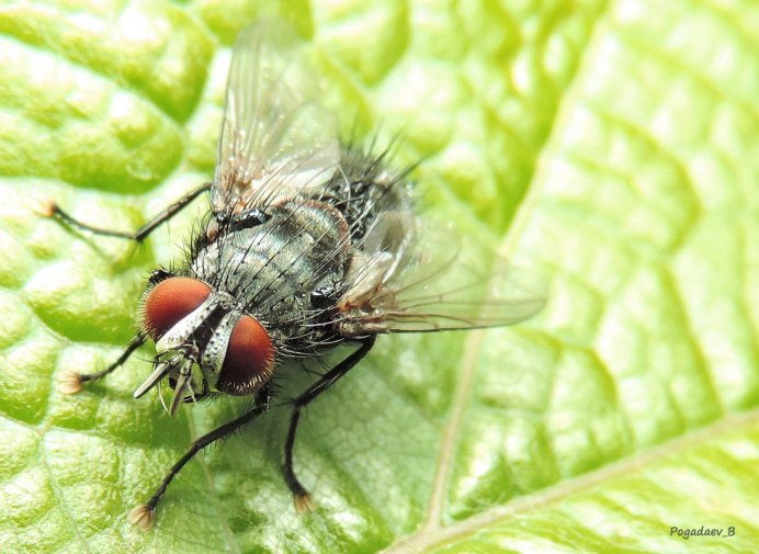 Тахины Ежемухи Tachinidae