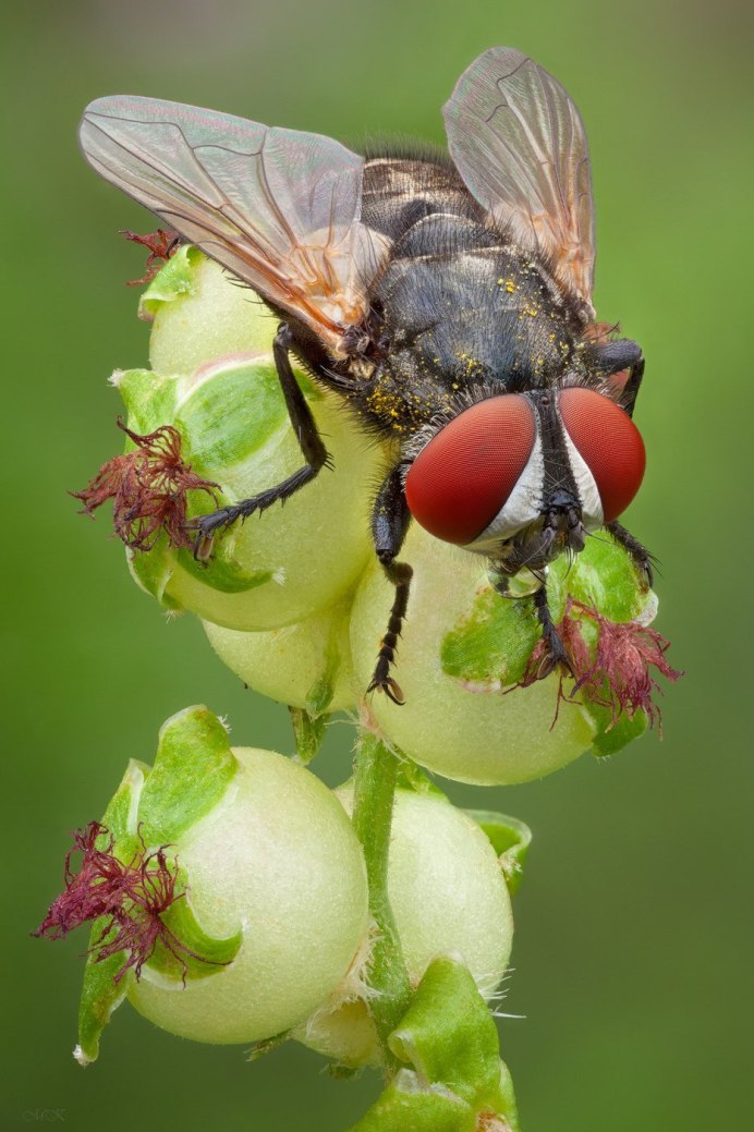 Вишневая Муха Rhagoletis Cerasi