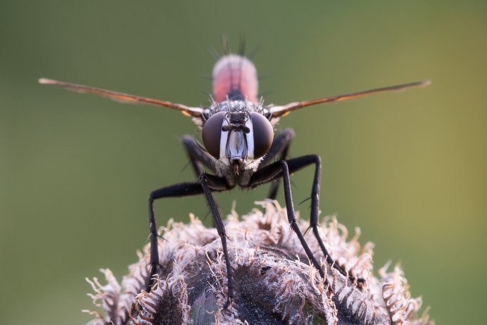 Тахины Ежемухи Tachinidae