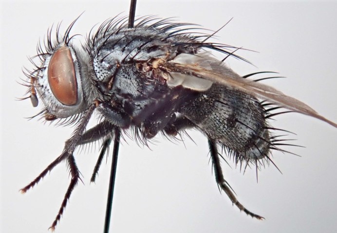 Тахины Ежемухи Tachinidae