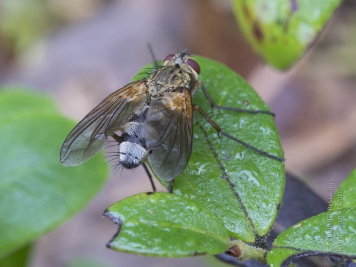 Linnaemya Vulpina
