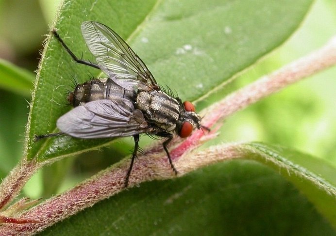 Tachinids