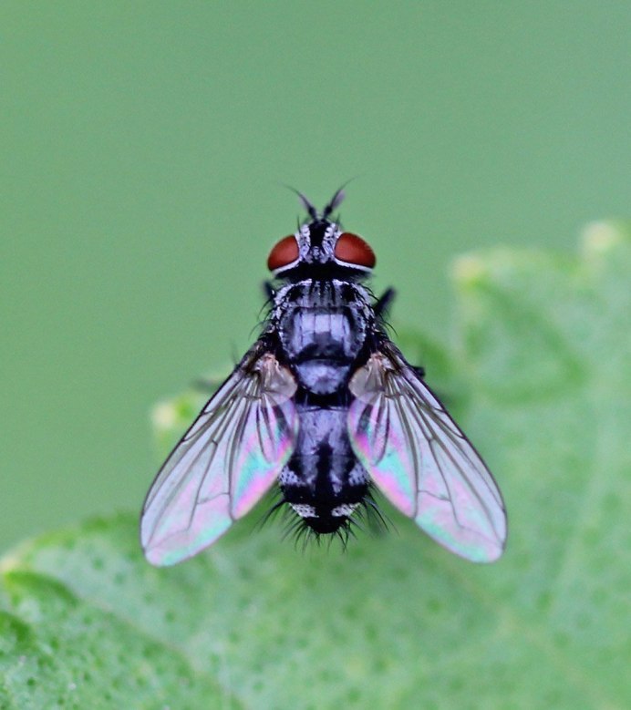 Bombylius Minor