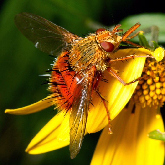 Ernestia consobrina