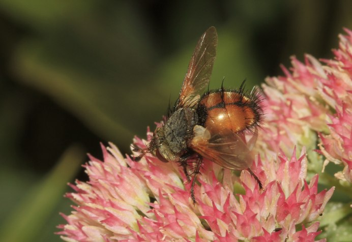 Rhopalicus brevicornis