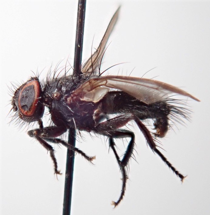 Cylindromyia crassa