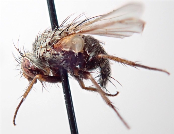 Linnaemya Vulpina