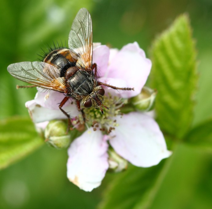 Phasia Hemiptera