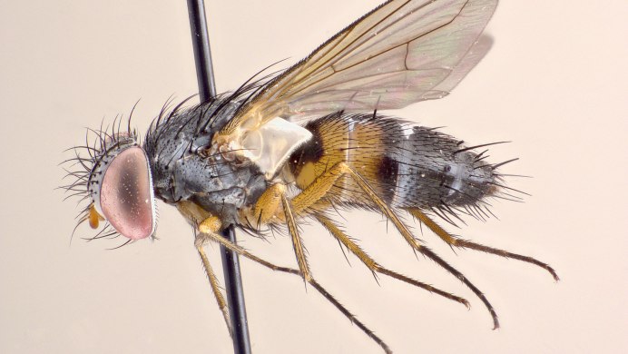 Tachina grossa l. – ежемуха большая