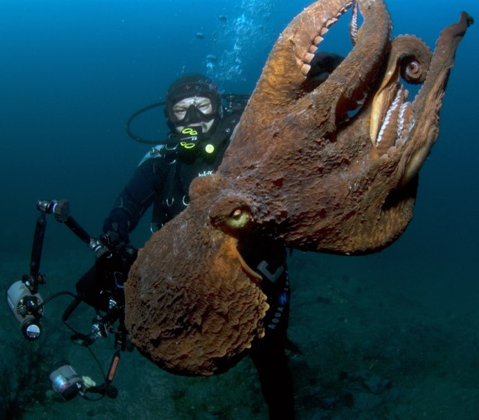 Гигантский осьминог (Enteroctopus dofleini)