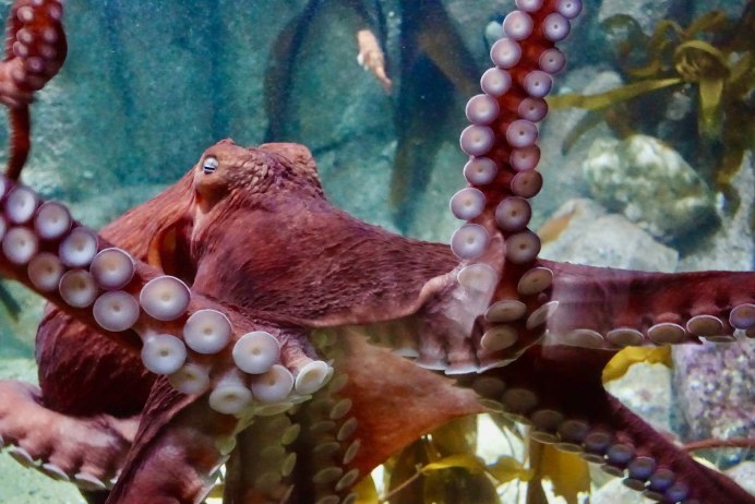 Thaumoctopus mimicus по Русси