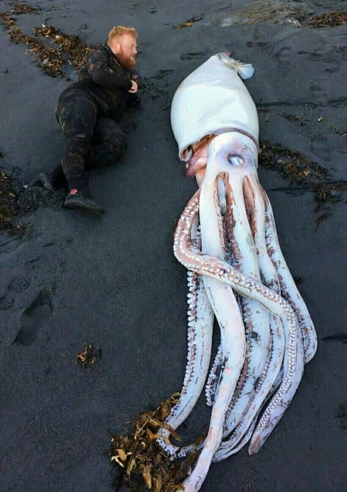 Восьминогий осьминог