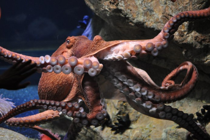 Giant Pacific Octopus