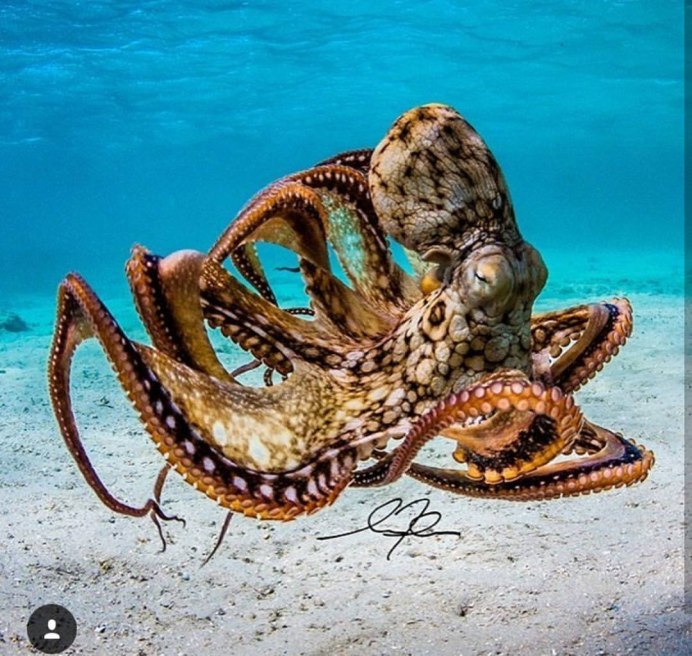 Морской осьминог