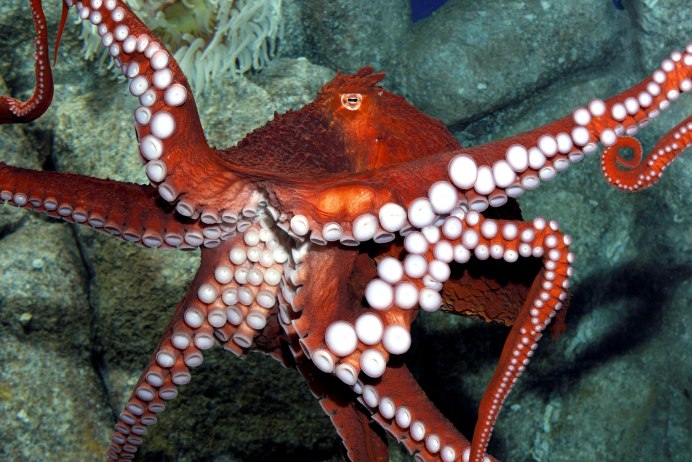 Giant Pacific Octopus