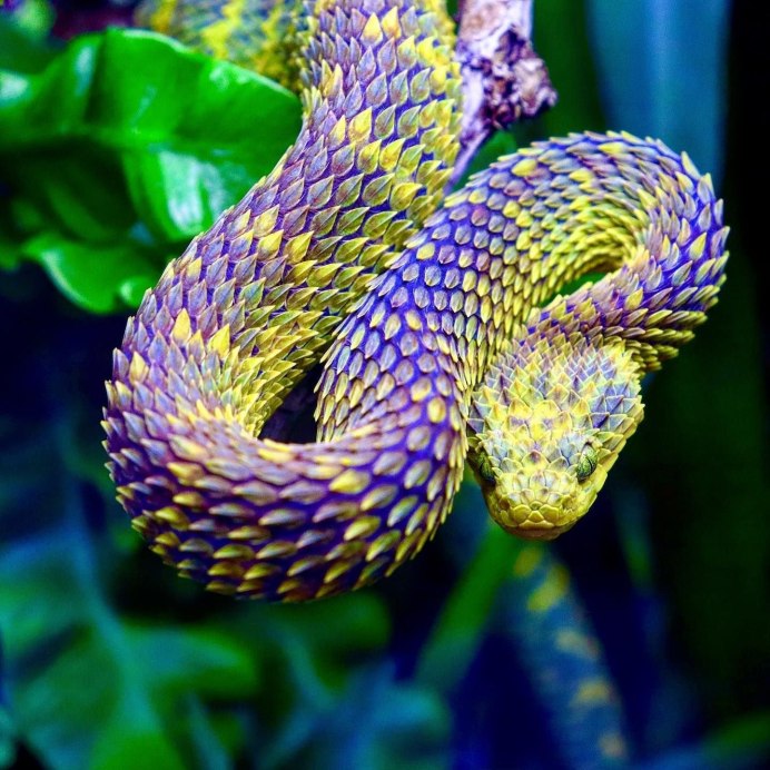 Змея фиолетовая